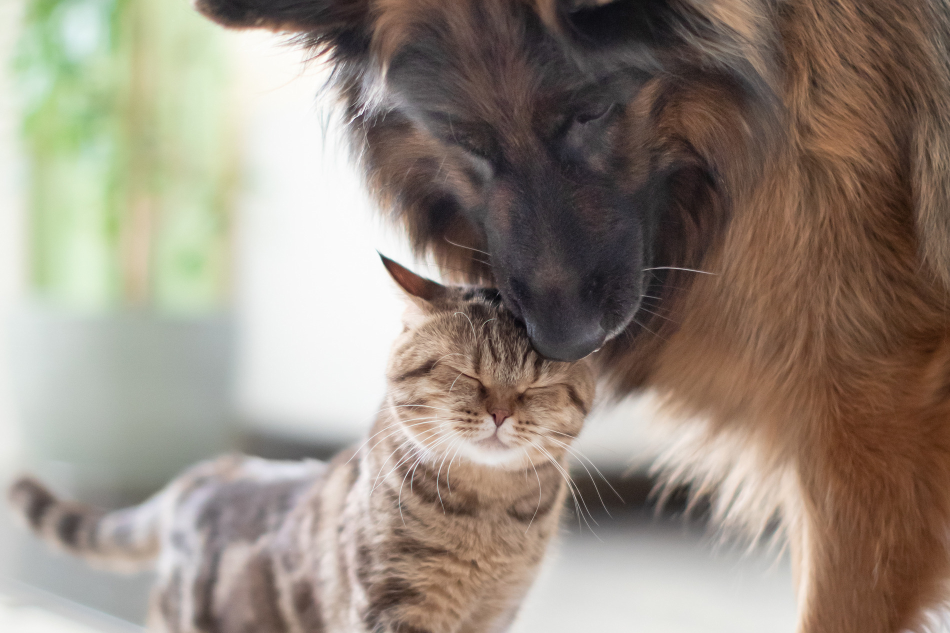Dog and cat happy and healthy after Veterinary Chinese Medicine In Nashville Tennessee