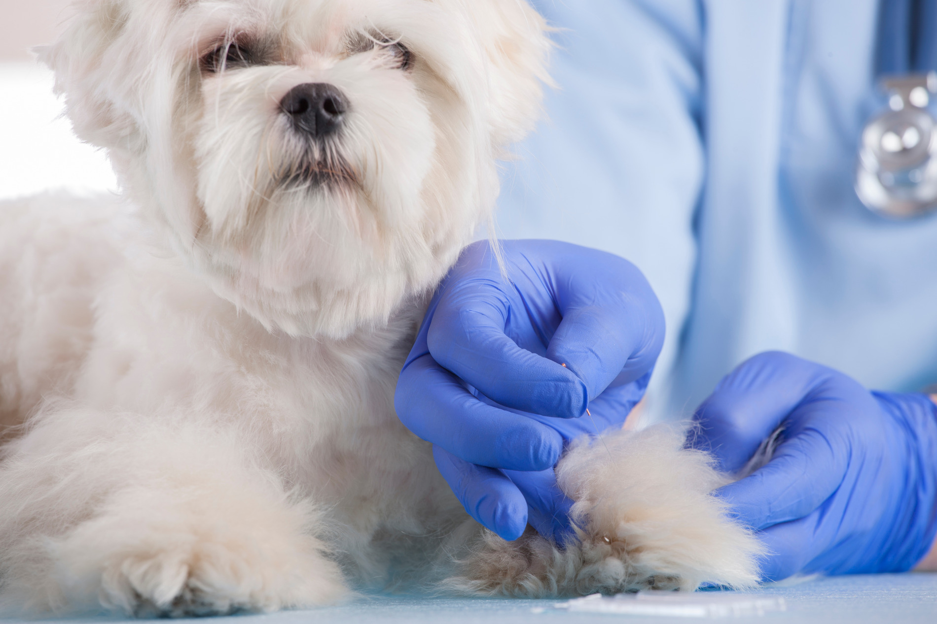 Dog recieving acupunture treatment from Dr. Evans in Nashville TN