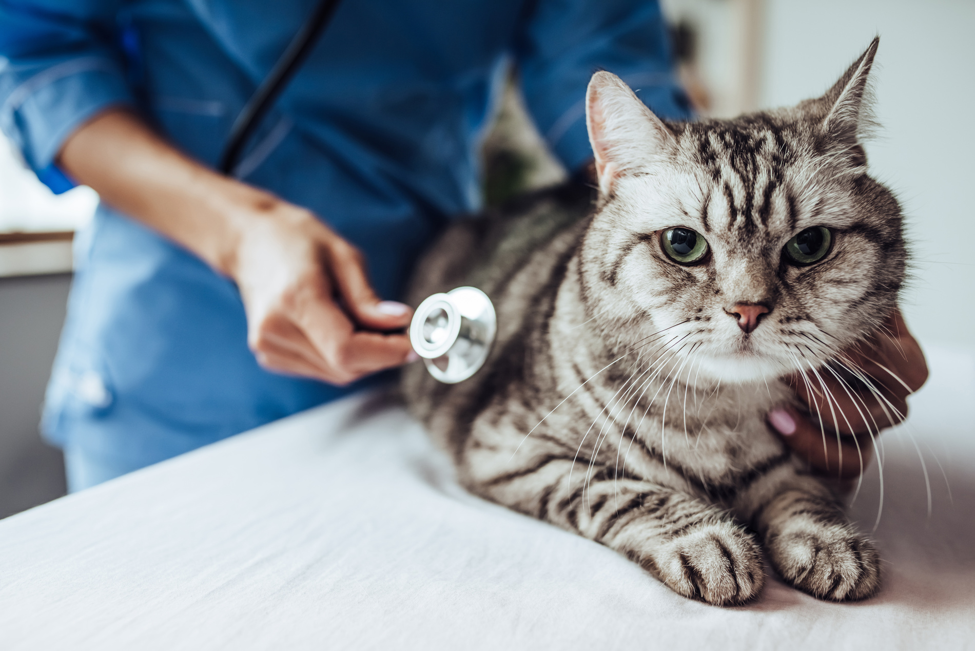 Cat at a preventive pet appointment in Nashville TN