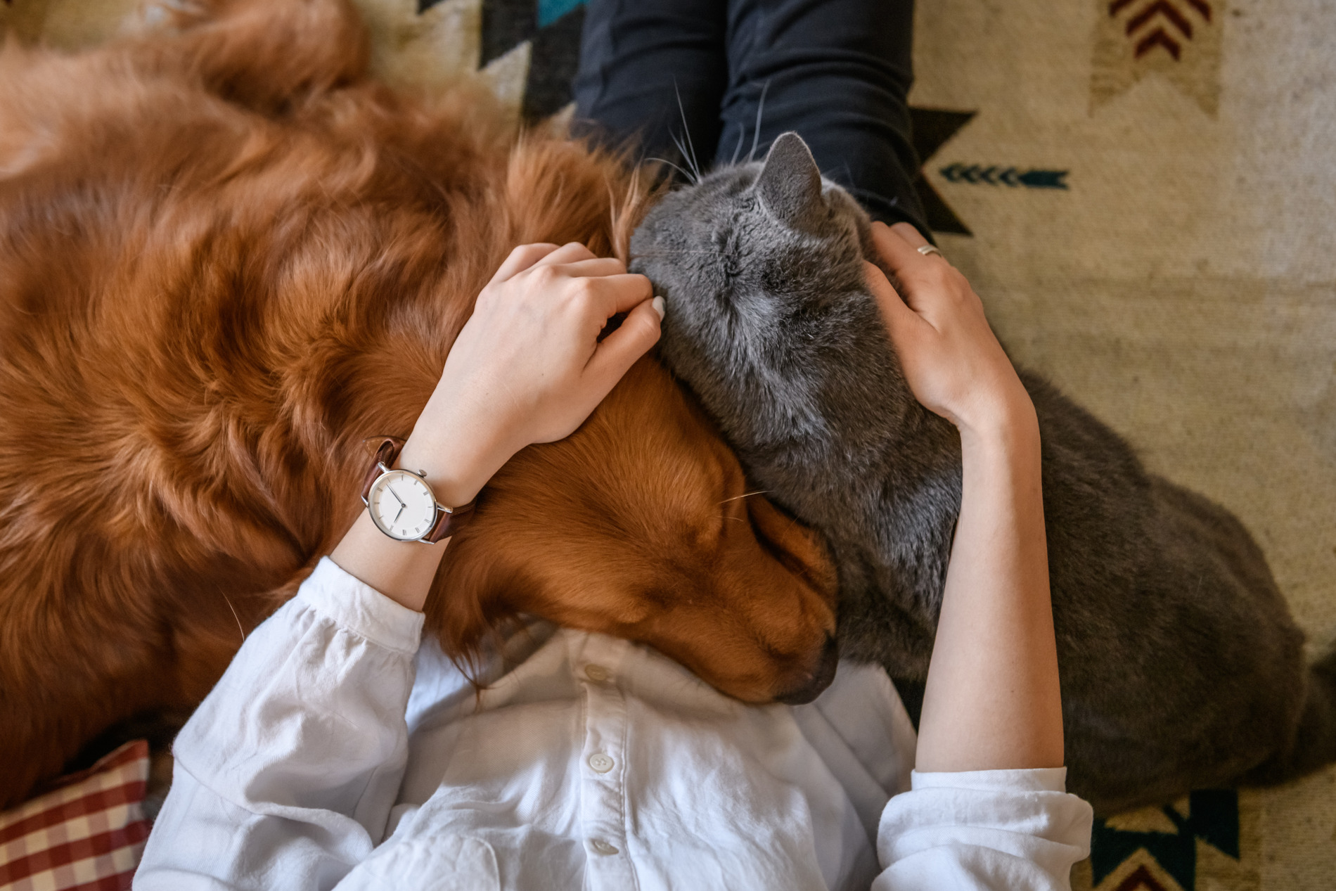 Happy and healthy pets after a pet dermatology appointment in Nashville TN