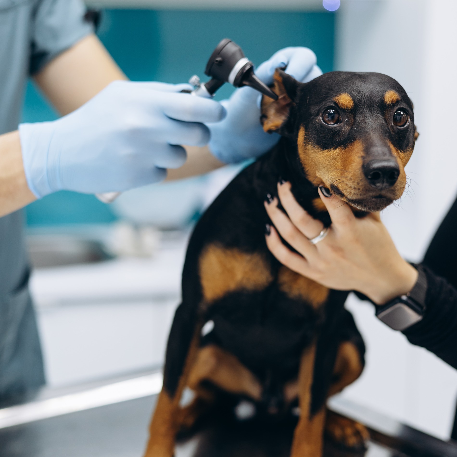 Dog at her veterinary surgery appointment in Nashville TN