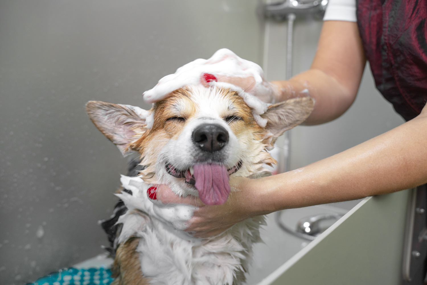 Dog getting a pet cleaning at a veterinary clinic in Nashville