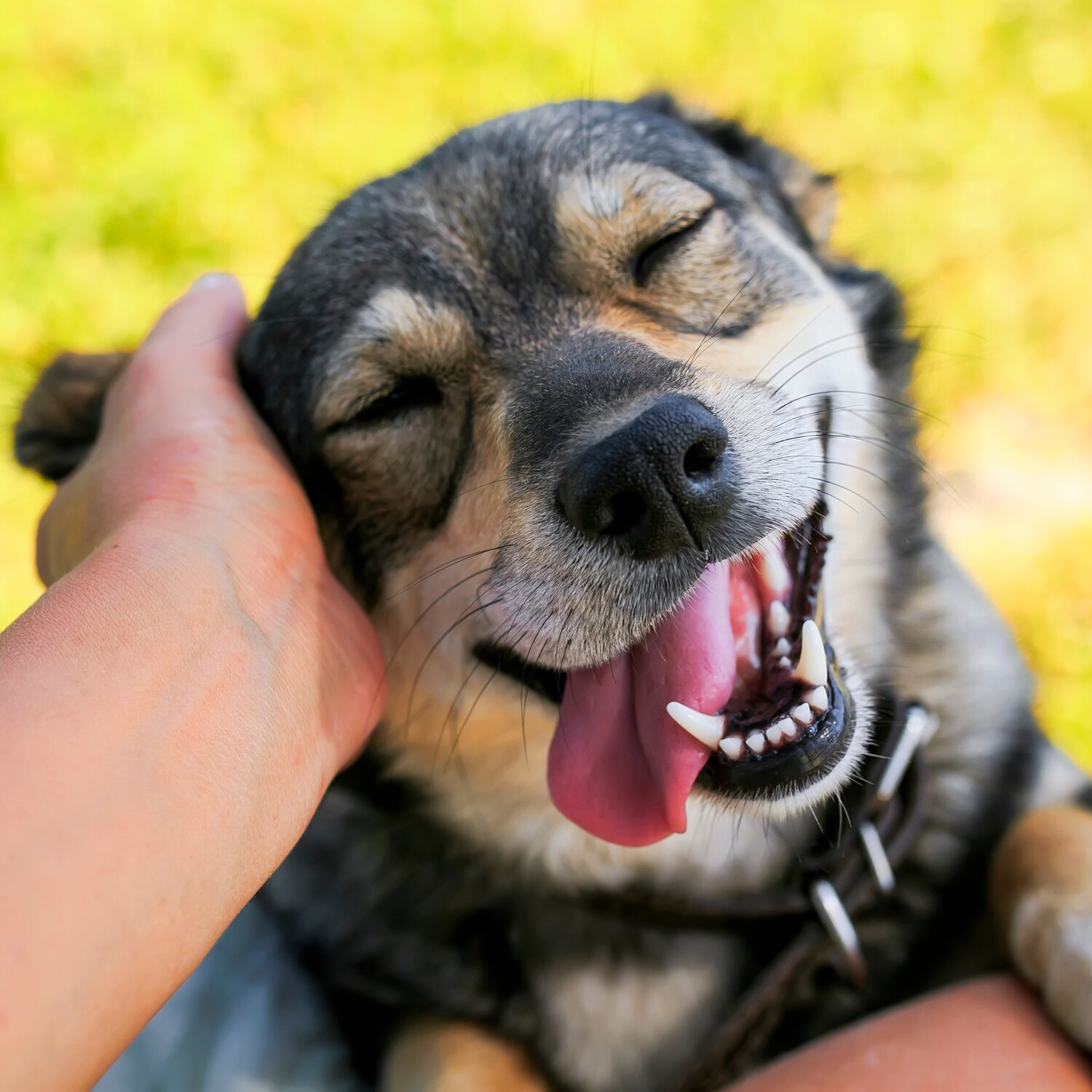 Dog needs emergency pet care in Nashville