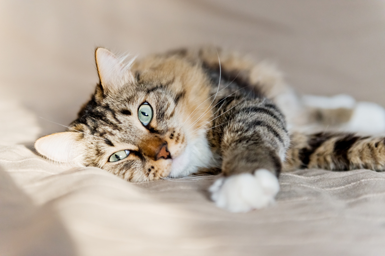 Cat stretching after a pet laser treatment in Nashville