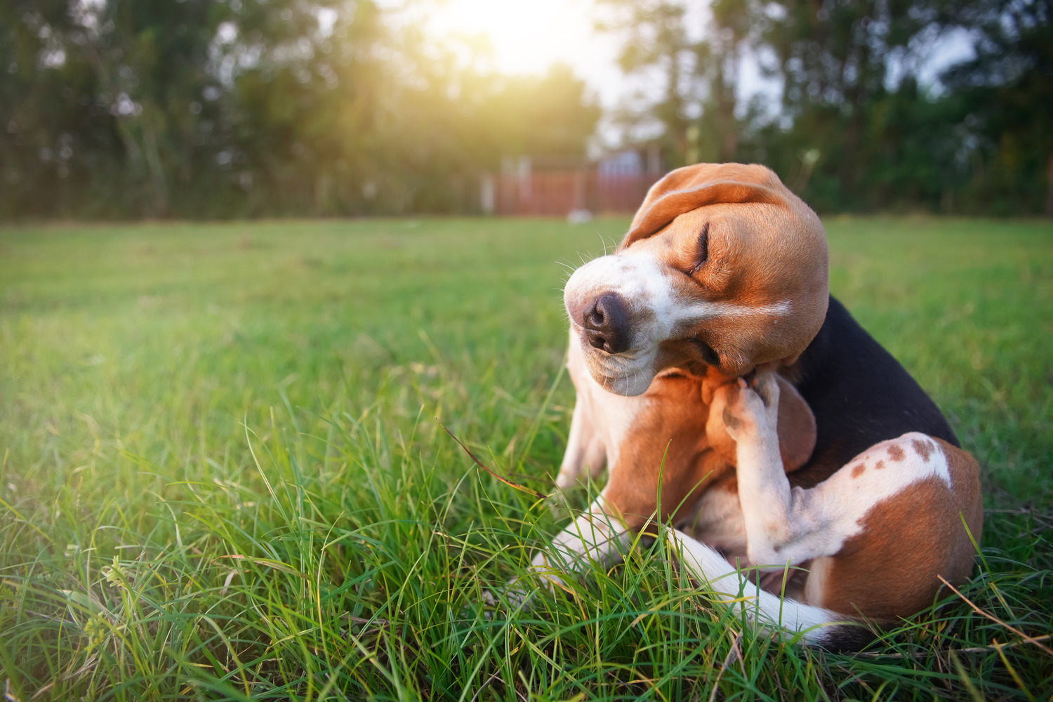 Dog in need of pet allergy treatment scratches his ear in the grass in Nashville