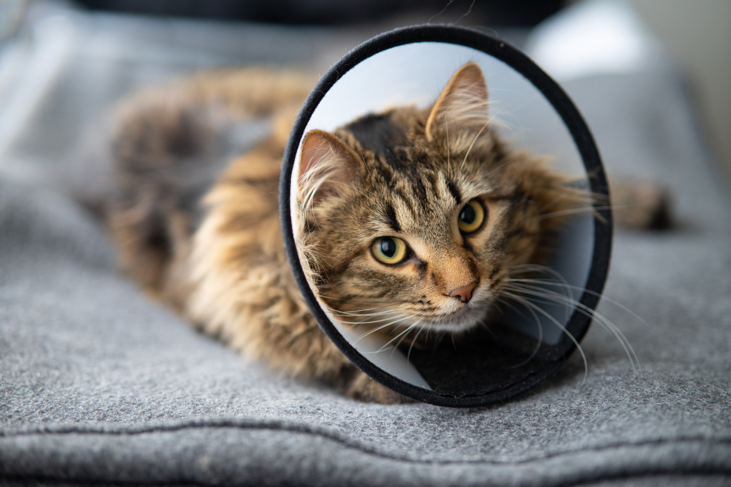 Cat has a cone on her head after a spay and neuter procedure in Nashville TN
